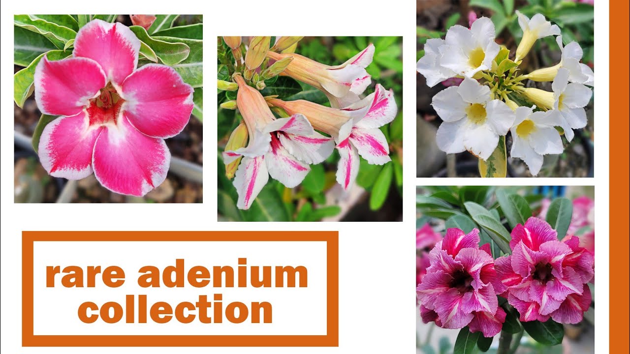 Rare Adenium Collection How to Make An Adenium Garden - YouTube