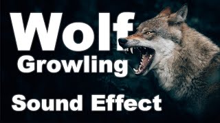 Wolf Growling Sound Effects No Copyright | gLOBALeARS screenshot 4