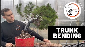 Trunk bending Bonsai Technique | The Bonsai Supply