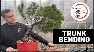 Trunk bending Bonsai Technique | The Bonsai Supply