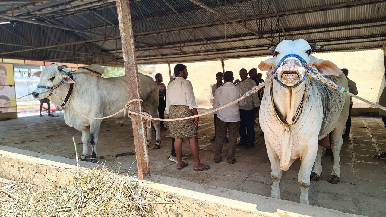 తెనాలి సీనియర్స్ బోరెడ్డికేశవరెడ్డి ssrబుల్స్#tenali bull race live