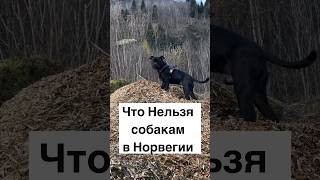 Что Нельзя собакам в Норвегии #жизньвнорвегии #норвегия #норвежцы#стафф #стаффи #собаки