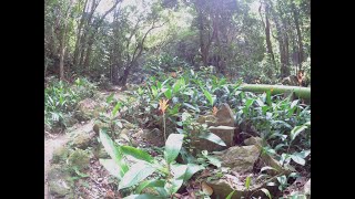 Amazing tropical trees