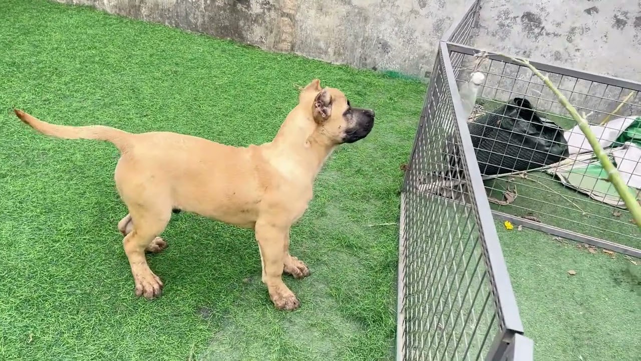 莫伦和米朵崽子，二公子去新家，打架脑袋打成了雷震子，#加纳利莫伦 #精神小狗 #护卫犬 #沉默猛犬