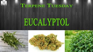 Eucalyptol | Terpene Tuesday