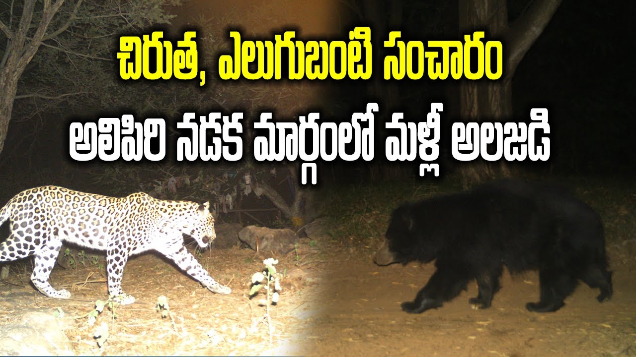 Wild Bear & Leopard Spotted at Tirumala Hills Ghat Road | Samayam Telugu