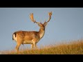 JELEN 🦌🦌🦌EDUKATIVNI VIDEO ZA DECU 🧡