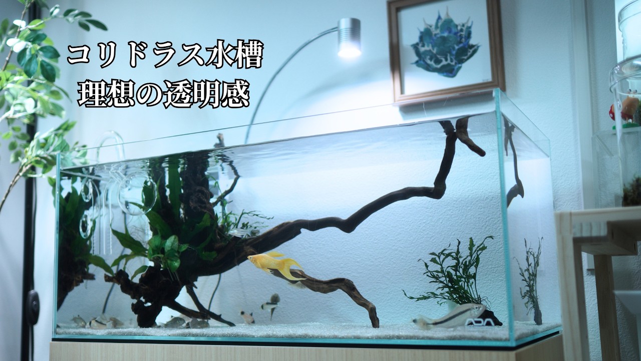 Corydoras Tank Renewal] Overwhelming Clarity! 5 Changes for an 