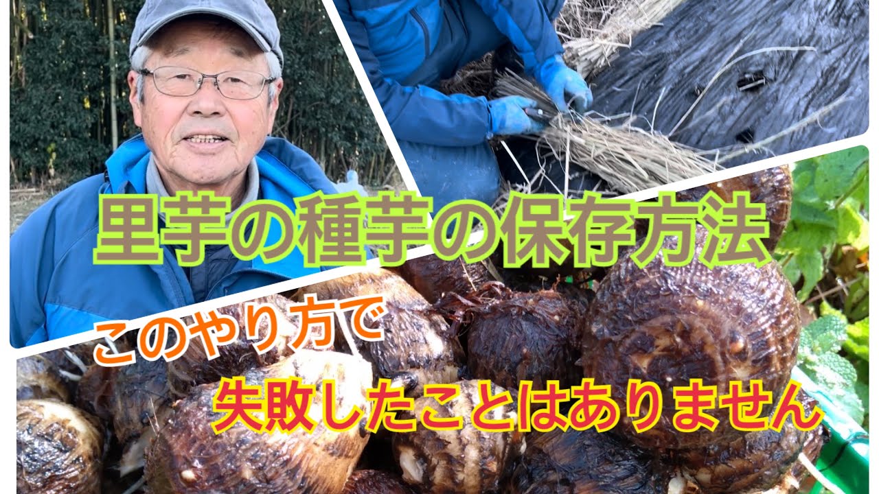 里芋 種芋 の 保存 方法