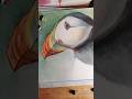 Puffins are Amazing Fisherman #puffins #art #painting #animalart #artlesson #birdlovers #bird