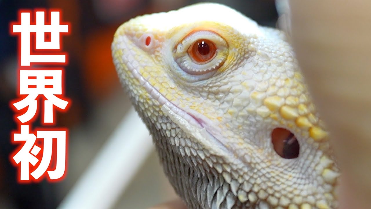 新潟最大の生き物イベント『はちゅレプ』！世界初のフトアゴも！