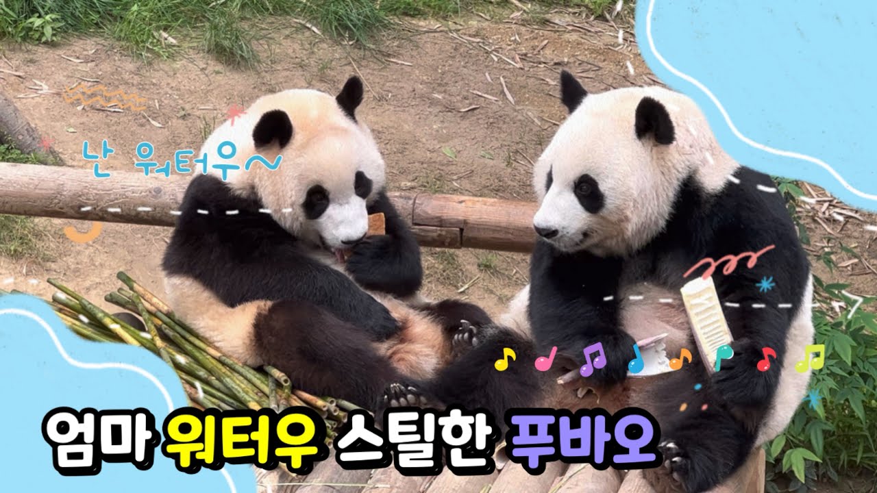[추억영상] 🐼죽순 먹고 있던 아이바오.. 뒤에서 엄마 워터우 훔쳐서 먹던.. 푸바오 (에버랜드 판다월드) - YouTube