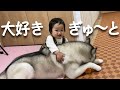 【癒し！】可愛い赤ちゃんが大きなシベリアンハスキーに抱きつく瞬間