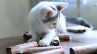 Banker Kittens Handle All Of Your Money
