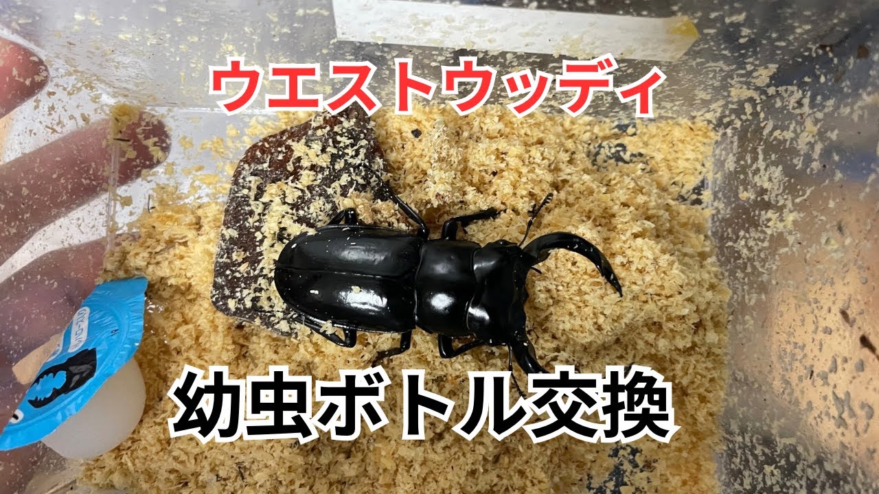 ウエストウッディオオシカクワガタ幼虫 Dibang Valley産☆ウエストウッディ3令幼虫ペア | Dorcusfarm