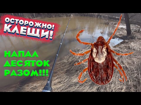 Осторожно клещи! 2023