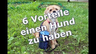 Die 6 Vorteile Ein Hundebesitzer Zu Sein