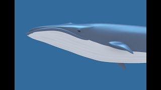 【Blender】Animated Whale 3D Model