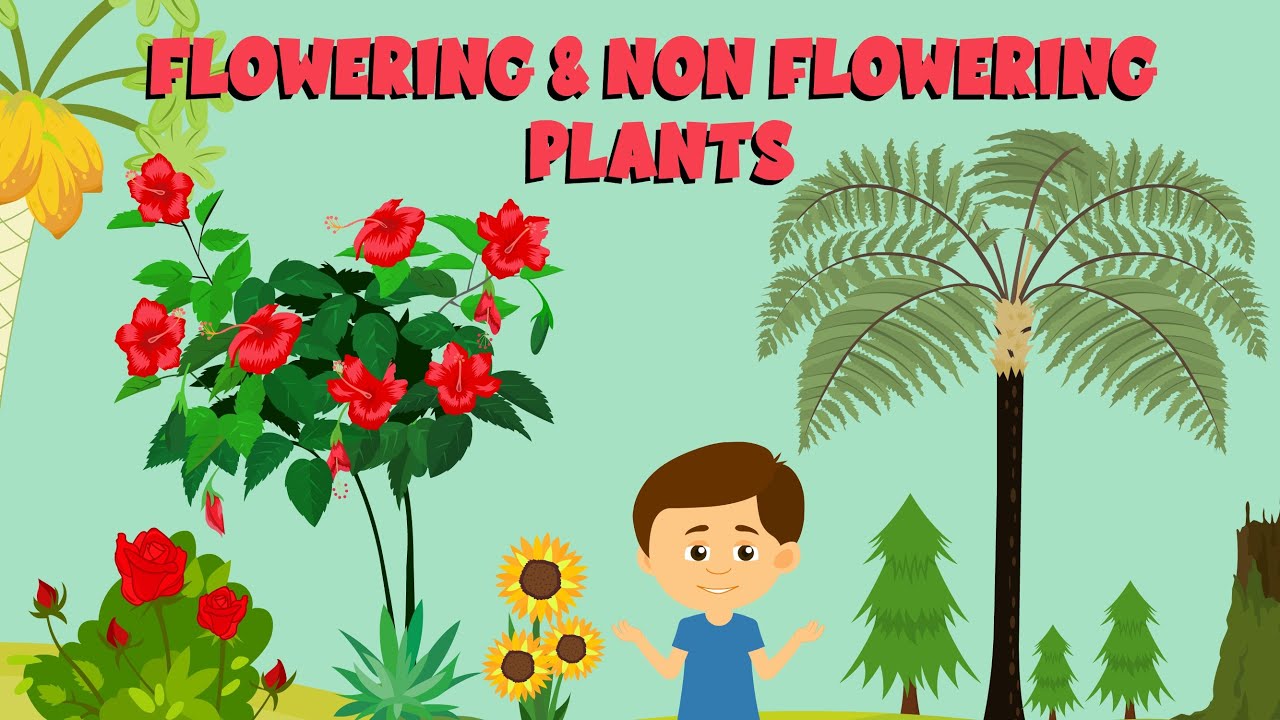 Flowering and non flowering plants   Plant life cycle   Video for Kids