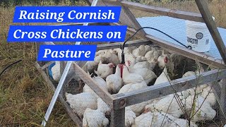 How We Raise Cornish Cross on Pasture (Chicken Tractor Method)