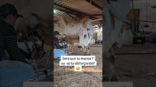 ordenhando vaca nelore #gado #fazenda #pecuaria#lidadegado
