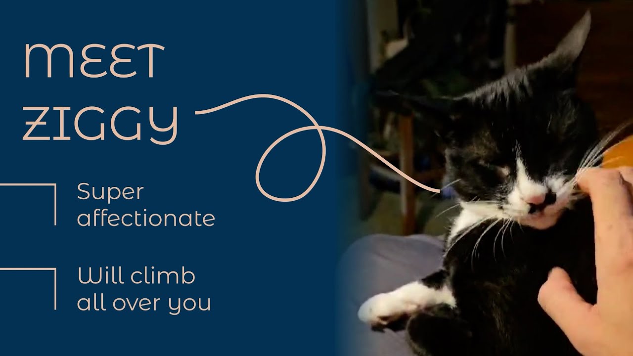 Cuddly Cat Ziggy Needs a Home!