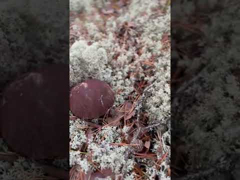 Главное знать как растёт грибница #батцель #грибы #коччойяг