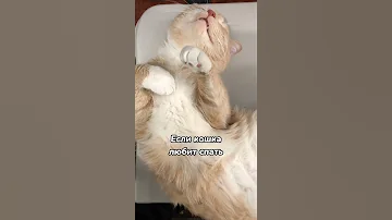 Можно ли спать с кошкой