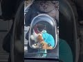 Gatos peleando DENTRO de una mochila en el tráfico… ¿qué acabo de ver?