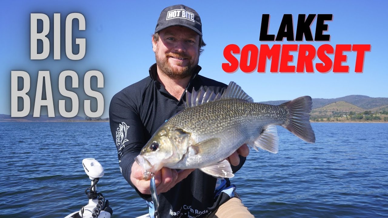Somerset Bass & Yellowbelly