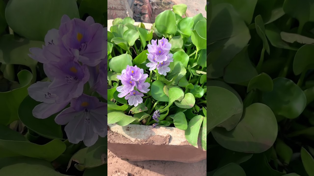 commonwaterhyacinth free-floating plants