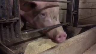 Sow Feeding Behavior