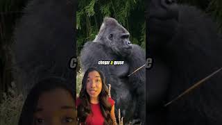 O VERDADEIRO TAMANHO de um Gorila Silverback