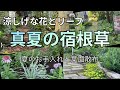 【植えっぱなしOK・涼しげな夏の宿根草】