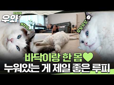 바닥이 세상에서 제일 좋은 <strong>루피</strong>😻 #TV동물농장 #우와한비디오 #우와비