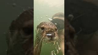 CY Otters Cling to Friends—Then Never Leave You! 🦦😭💛#animals #pets #shortfeed #science #otter