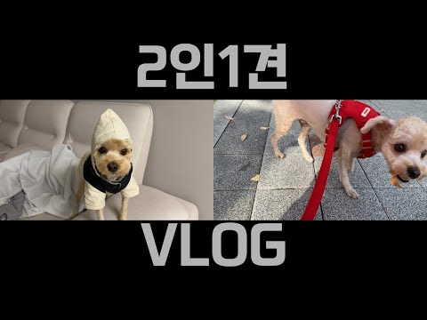 2인1견브이로그I3년차 커플이 화해하는 법I강아지패딩I또래오래I캉골맨투맨I오로코듀로이숏팬츠I말티푸