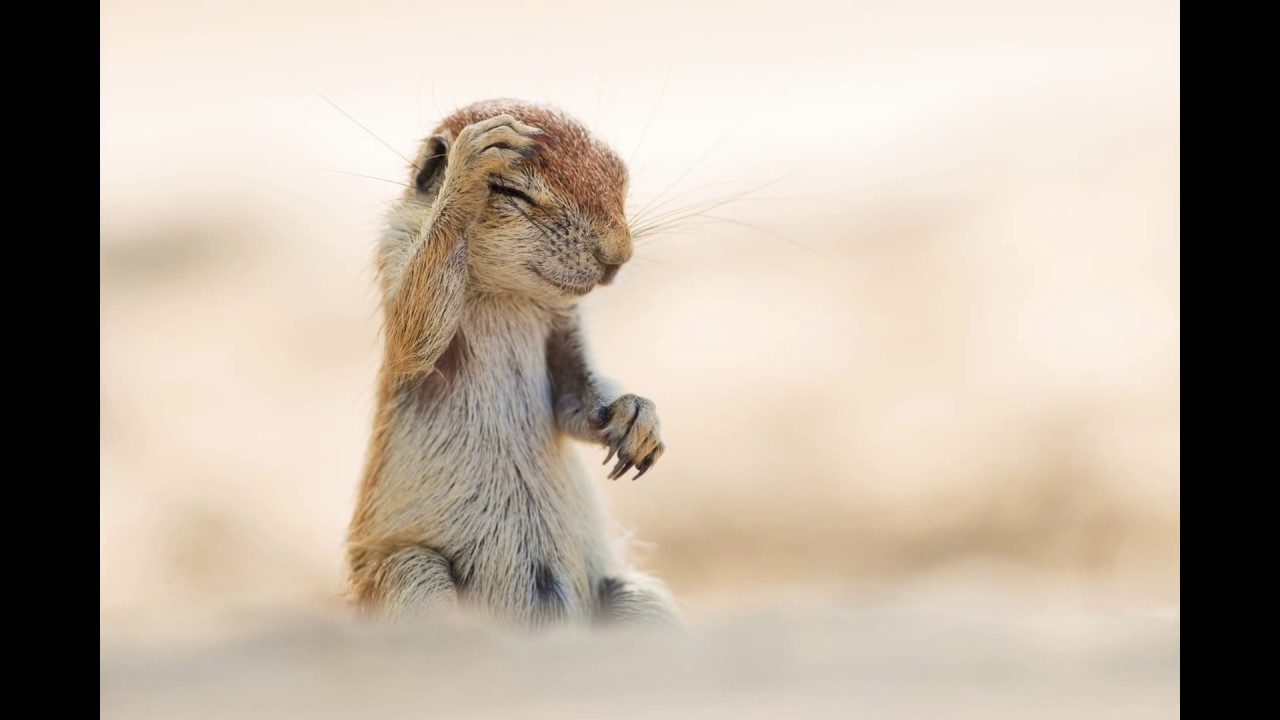 Comedy Wildlife Photography Awards - Winners 2016 - YouTube