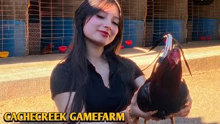 Kelso Spngled Hatch Grey - Cachecreek Farm