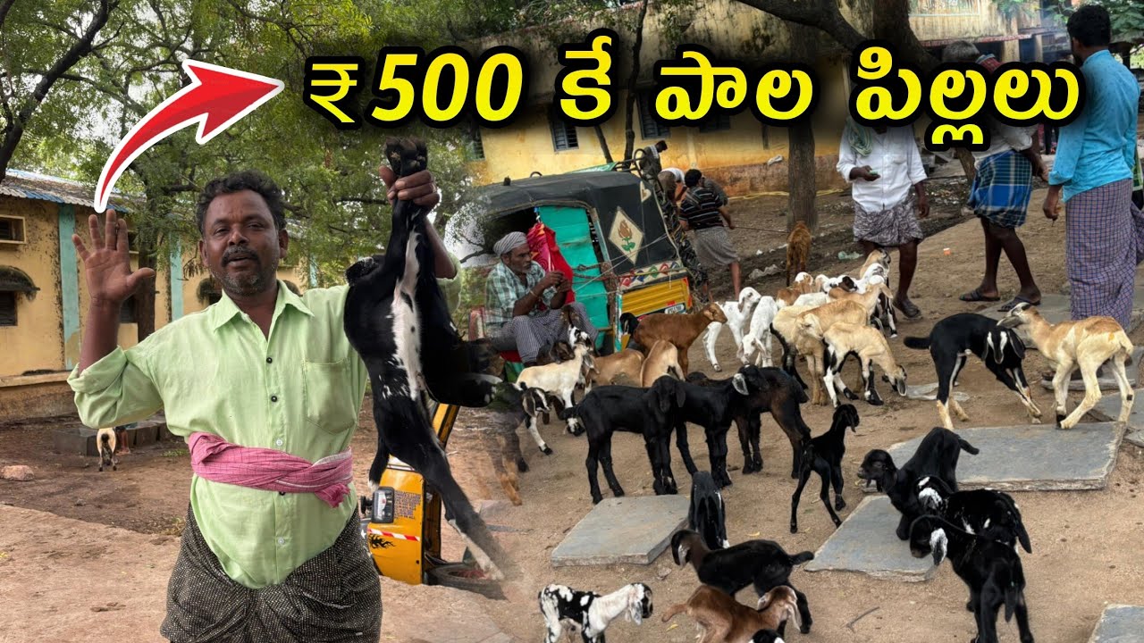₹500 కే పాల పిల్లలు కదిరి సంత #కదిరిసంత #kadirimarket #milkgoats 