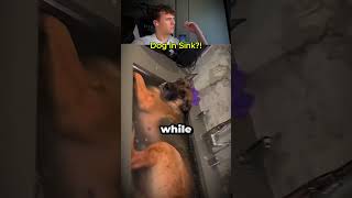 Dog Decided To Take A Bath In Sink!? Dog Decided To Take A Bath In Sink!?