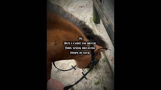 equestrian sickpony  H Wil Be Fine In A Week