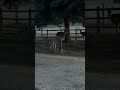 More deer coming over 12/31/25 #cute #nature #wildlife 