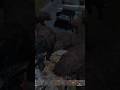 DayZ Bear Warz Xbox server