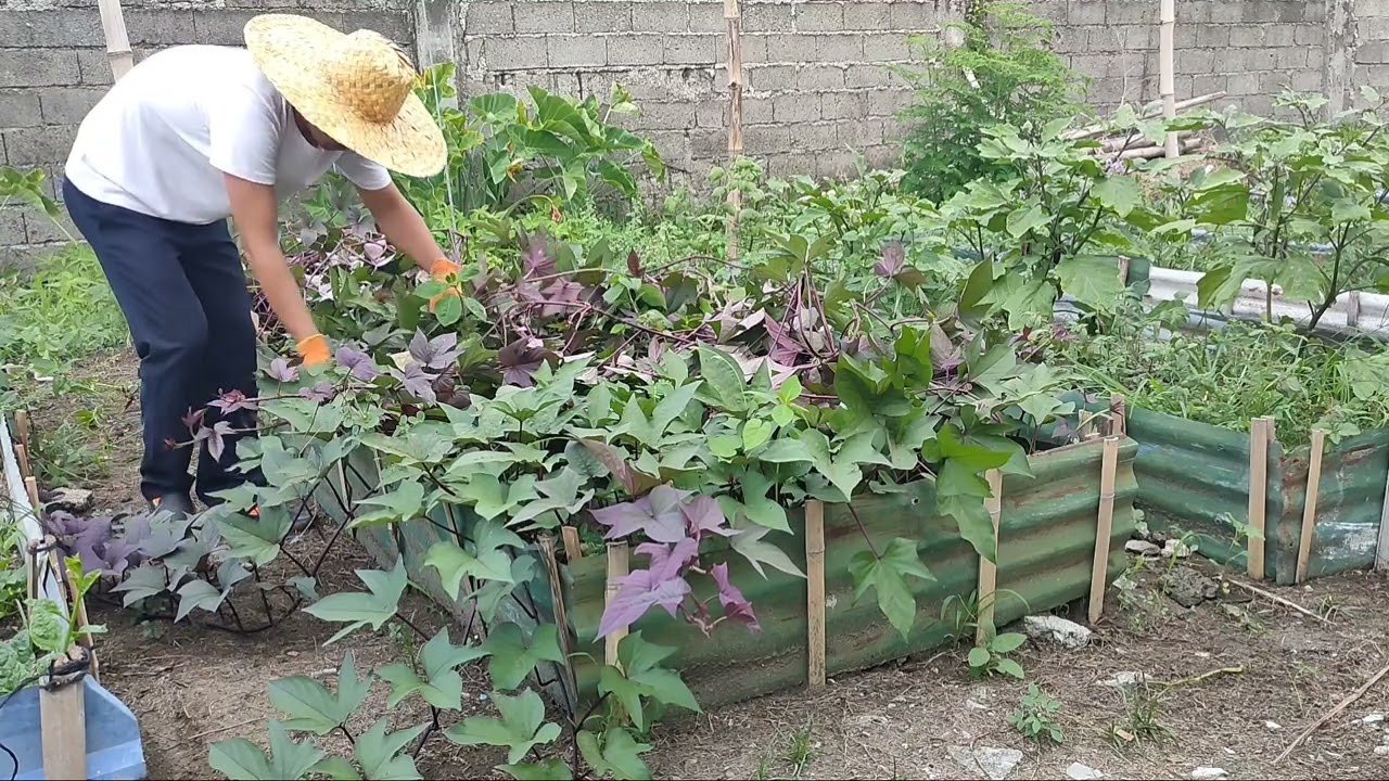 Вьющаяся сладкая картошка