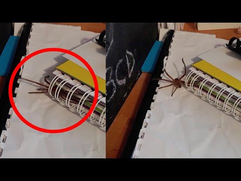 Huge Huntsman Spider Crawls Inside Binding Of Textbook