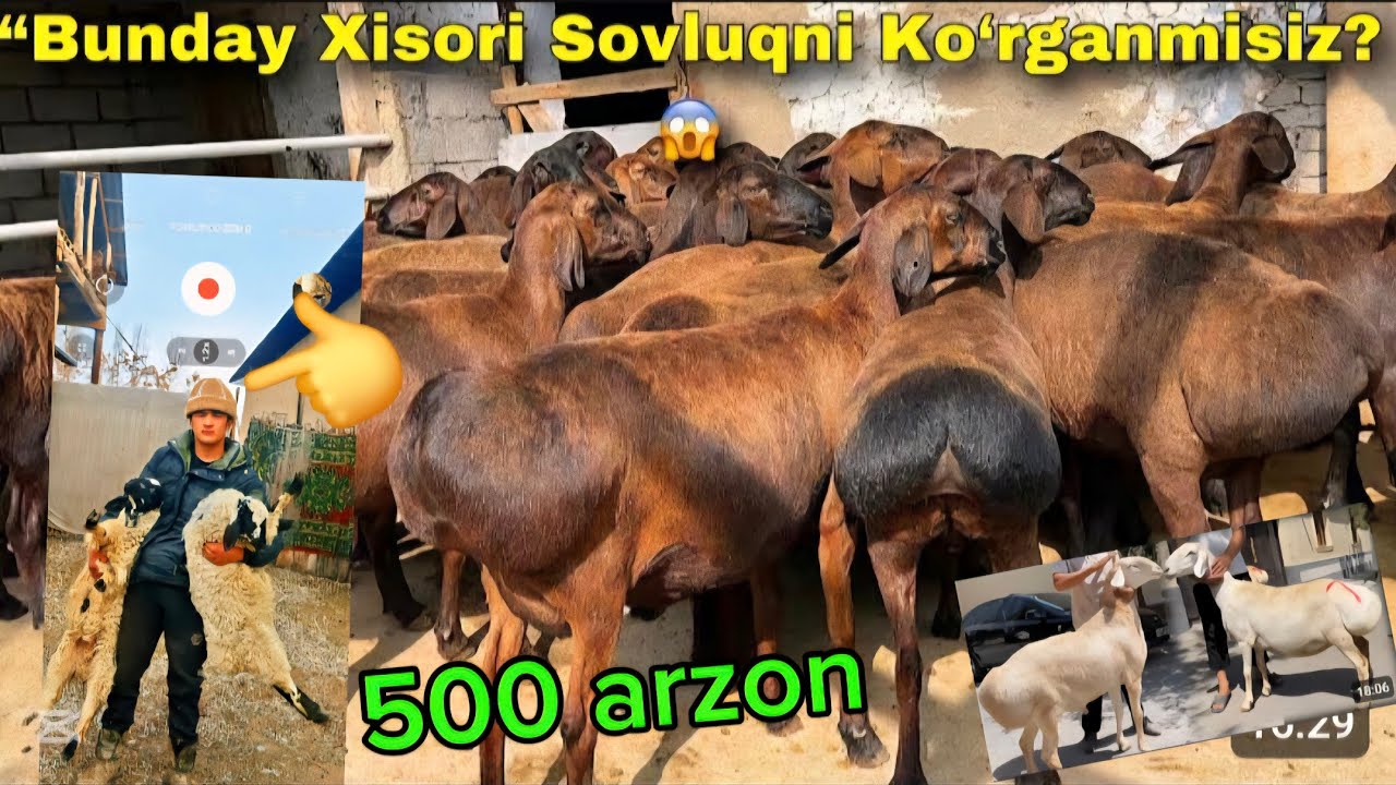 600MIG 500 MIG ARZON NAQ BŎĞOZ SOVLIQLAR KELDI EKAZAKCHI ONA BOL VA BARA QŎZILAR
