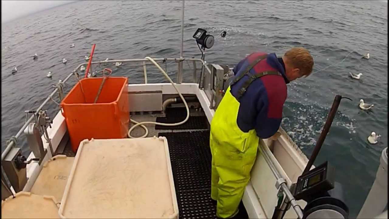 Extreme cod sea fishing in Iceland YouTube