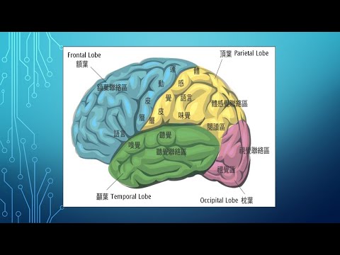 癲癇緩和手術的類型說明