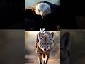 Animals Battle Arena! (Bald Eagle)